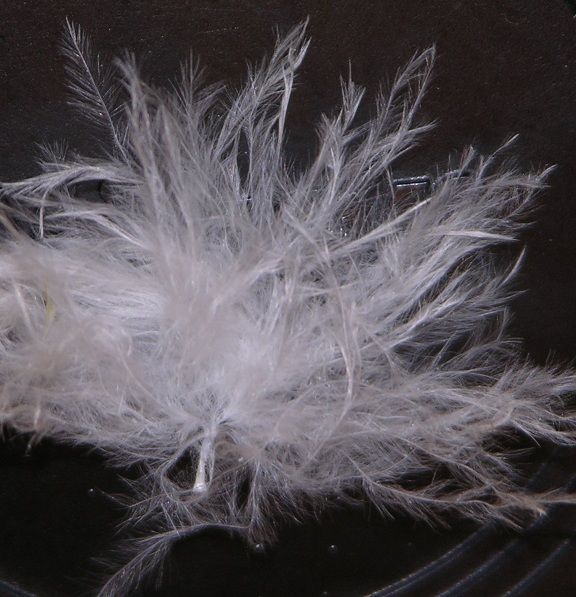 White duck down feather