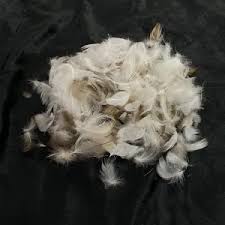 Grey duck down feather